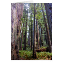 Redwoods Card cards
