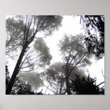 Redwoods in the Fog Poster