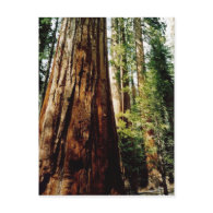 Redwoods in Yosemite postcard