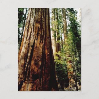 Redwoods in Yosemite postcard