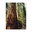 Redwoods in Yosemite postcards by quetzal323 Redwoods in Yosemite postcards