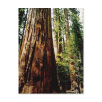 Redwoods in Yosemite postcards