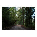 Redwoods Mountain Road print