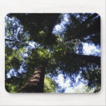 Redwoods