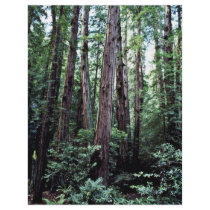 Redwoods - Muir Woods National Monument Flyer Design