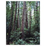 Redwoods - Muir Woods National Monument Flyer Design