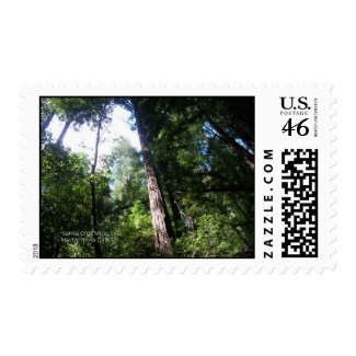 Redwoods Postage stamp