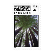 Redwoods postage by marksmallwood Redwoods postage