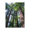 Redwoods Postcard by rukeman Redwoods Postcard
