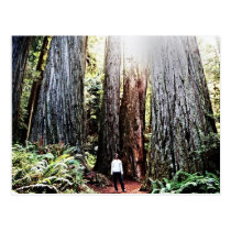 Redwoods Postcard postcards