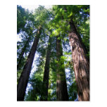 Redwoods Postcard