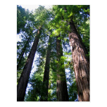 Redwoods Postcard