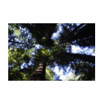 Redwoods