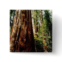 Redwoods- Yosemite buttons