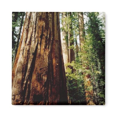 Redwoods- Yosemite Magnet by quetzal323