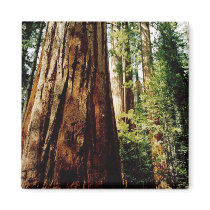 Redwoods- Yosemite magnets