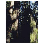 Redwoood Forest Flyer