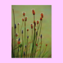 Reed postcards
