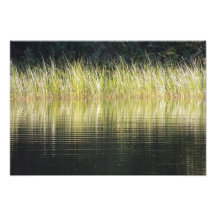 Reed Reflections Photo