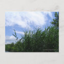 Reeds against Sky