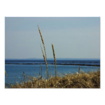 Reeds in the Breeze Photograph