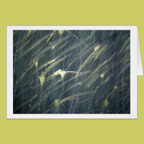 Reeds Of Grass cards