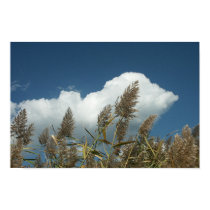 Reeds posters by kibbles Reeds posters