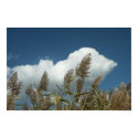 Reeds posters by kibbles Reeds posters