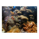 Reef Fish - Clownfish posters by almedic104 Reef Fish - Clownfish posters