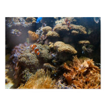 Reef Fish - Clownfish posters