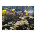 Reef Fish - Tangs posters