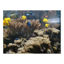 Reef Fish - Tangs posters