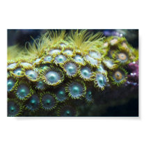 Reef Flowers posters by pdmlink Reef Flowers posters