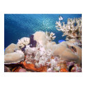 Reef posters