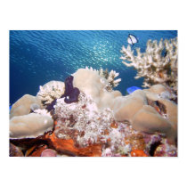 Reef posters