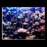 Reef tank postcards