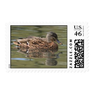 Reflected Mallard Postage stamp