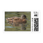 Reflected Mallard Postage