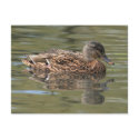 Reflected Mallard Postcard by Welshpixels Reflected Mallard Postcard
