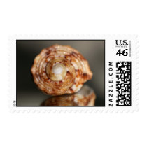 Reflected stamps