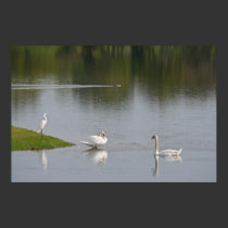 "Reflecting Birds", Swans & Egrets posters
