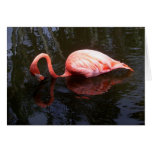 Reflecting Flamingo Greeting Card