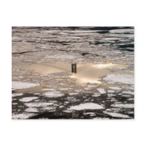 Reflection In Gold Postcards