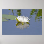 Reflection of Serenity Poster