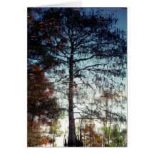 Reflection of Trees on the Water Nature Photo Cards