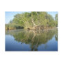 Reflection Tree Postcards