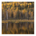 Reflections in the Forest posters