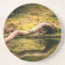 Reflections in the park coasters