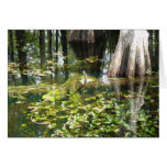 Reflections In The Swamp