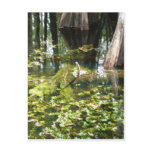 Reflections In The Swamp